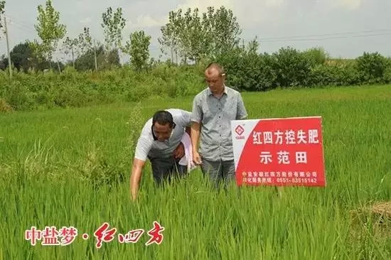 紅四方控失肥示范田里的水稻長勢優良