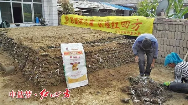 甘肅岷縣農(nóng)民正在用紅四方硫酸鉀復(fù)合肥種植黨參