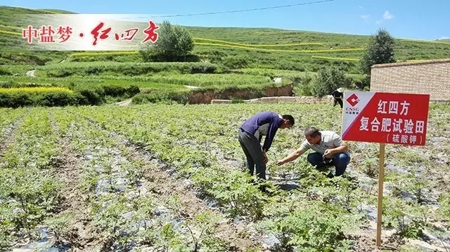 歸移栽后20天左右便可陸續出苗，這塊地呈帶狀高畦，排水性好，當歸長勢旺盛。田老伯兒子每天都來查苗，從土壤排水到莖葉長勢，一絲一毫都不放過。