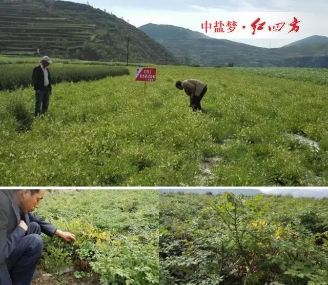 歸封垅后，下部老葉因光照不足而發黃，這部分老葉要及時摘除，這既可避免不必要的養分消耗，又能改善群體內部的通風透光條件。