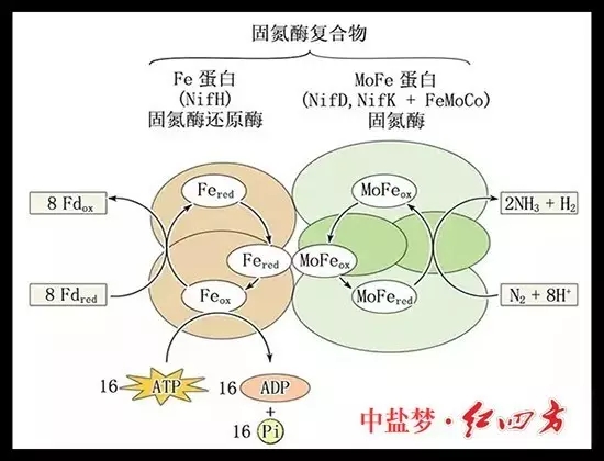 土壤肥力有限，長期吸收單一養分，會使土壤肥力下降，作物生長發育不良，易造成土地貧瘠，從而造成土地荒漠化，引發沙塵暴等。